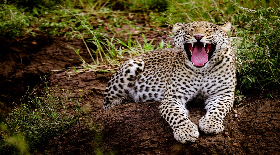 Exotic Tanzania Safari Adventures: A Wild Escape